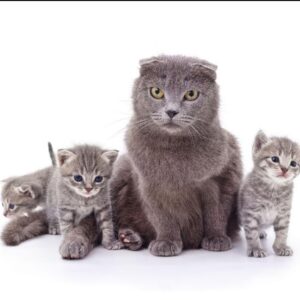 CATS